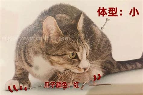 重庆话丁丁猫是什么意思，重庆方言汇总