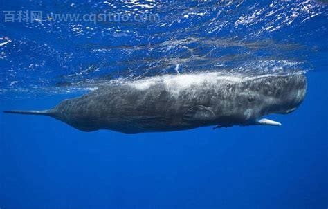 抹香鲸吃什么 寿命是多长