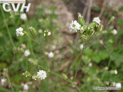 女娄菜，中药材