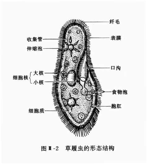 草履虫的结构功能及图片