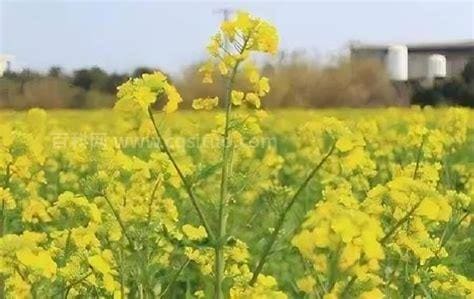 甘肃油菜花几月份开