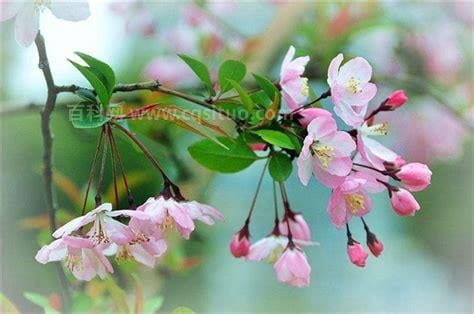 垂丝海棠什么时候开花花期多长 你知道垂丝海棠的花语是什么吗