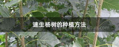 速生杨树栽培管理方法 杨树速生栽培管理技术