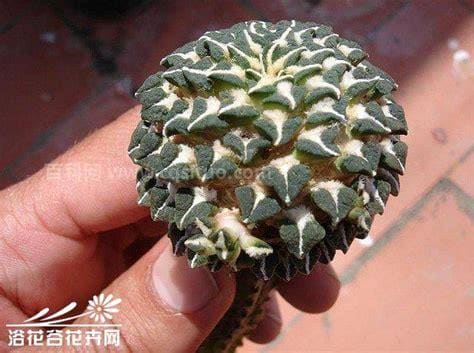 黑牡丹（Ariocarpus kotschoubeyanus）图片