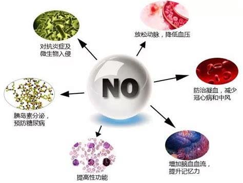 精氨酸的功效与作用