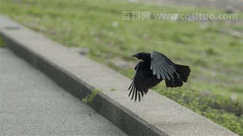 看见乌鸦如何化解 早上8点之前听到乌鸦叫的暗示