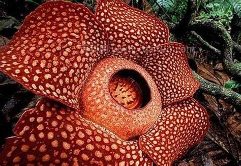 世界上最恐怖的花，食人花要吞食10条生命才会开花
