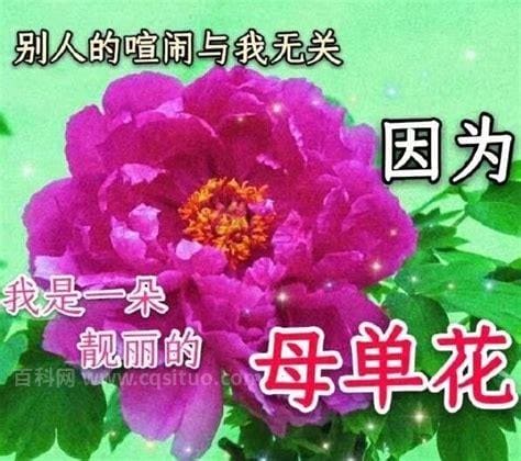 母单花是什么意思 是什么梗