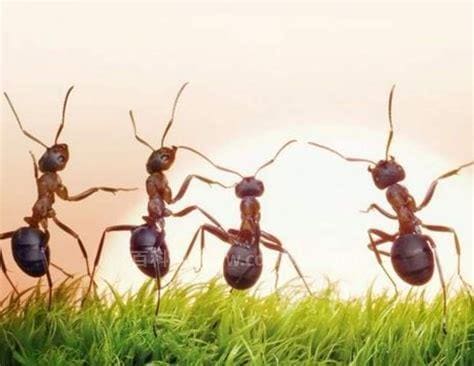 家里招蚂蚁预示着吉利还是不吉利 如何杀死花盆里的蚂蚁