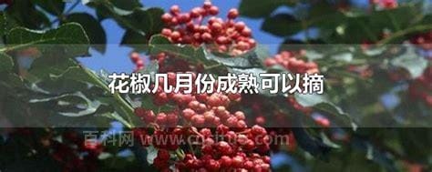 花椒几月份成熟可以摘