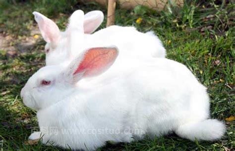 兔子拉稀有几种原因造成的
