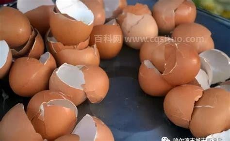 鸡蛋壳属于什么垃圾