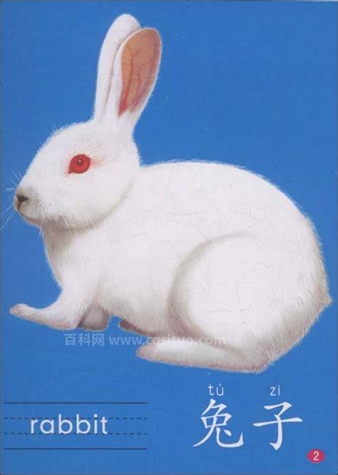 兔子拼音怎么写