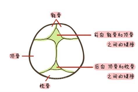 囟门怎么念