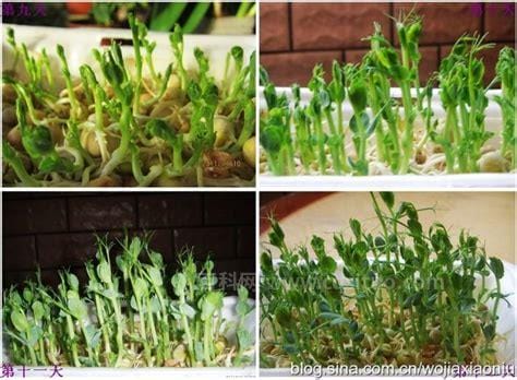 黄豆芽的生长过程