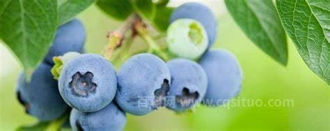 蓝莓可以冷冻保存吗