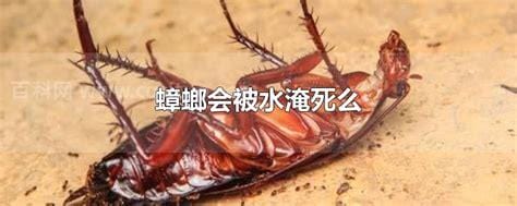 蟑螂会被水淹死么