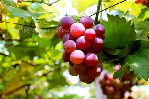 吐鲁番的葡萄几月份熟