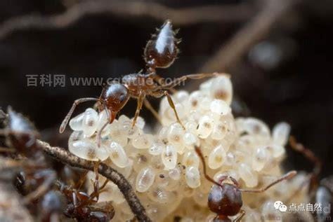 自己抓的蚂蚁怎么养 如何养自己抓的蚂蚁详细教程