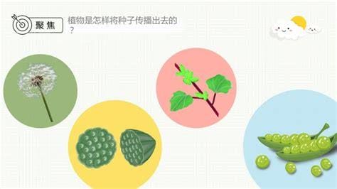 种子的传播方式有几种 种子有什么传播方式呢