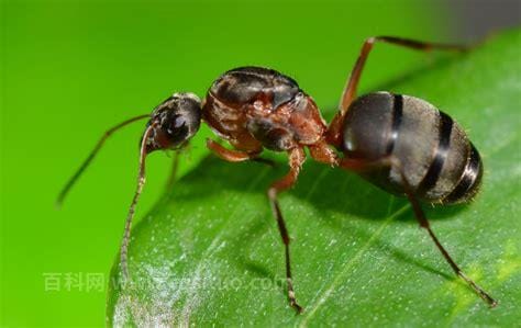 蚂蚁的习性是什么 蚂蚁的习性介绍