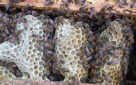 蜂巢怎么食用 蜂巢的食用方法