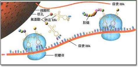 胞组词 汉字胞组词