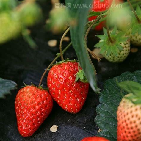 草莓什么时候播种最好 种植草莓的时间
