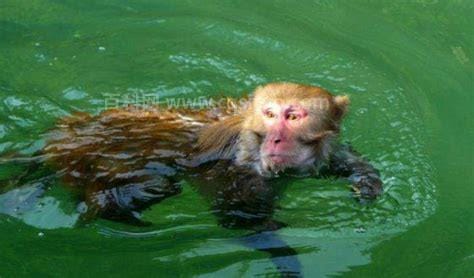 世界上有没有水猴子 水猴子真实存在吗