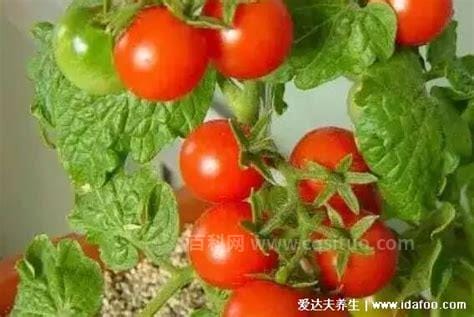 蚊子最怕的3个克星植物 蚊子最怕的3个克星植物介绍