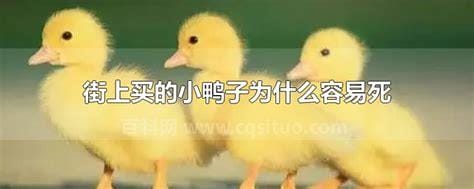 街上买的小鸭子为什么容易死 街上买的小鸭子容易死的原因