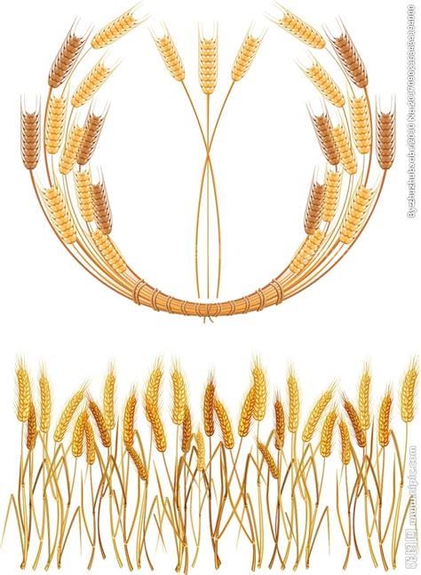 麦穗的寓意 麦穗的象征意义