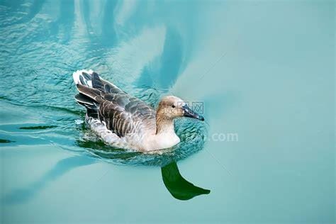 小鸭子怎么样的在水里游泳 小鸭子如何在水里游泳