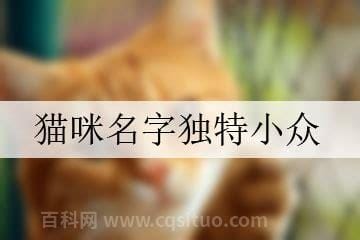 猫咪名字独特小众 猫咪名字独特小众有哪些