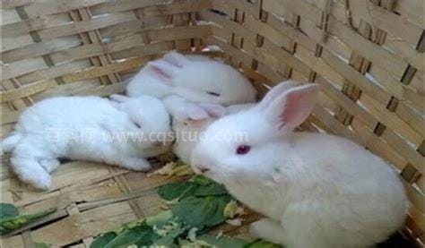 兔子几个月大就可以繁殖小兔子 兔子的繁殖能力如何