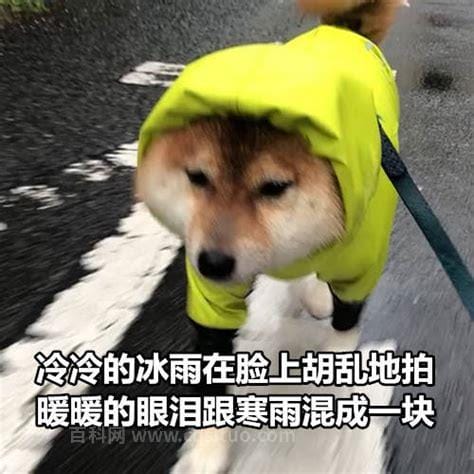 冷冷的冰雨在脸上胡乱的拍下一句 冷冷的冰雨在脸上胡乱的拍下一句是什么