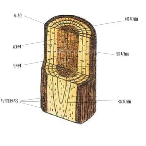 植物的木质部在哪里 植物的木质部的位置
