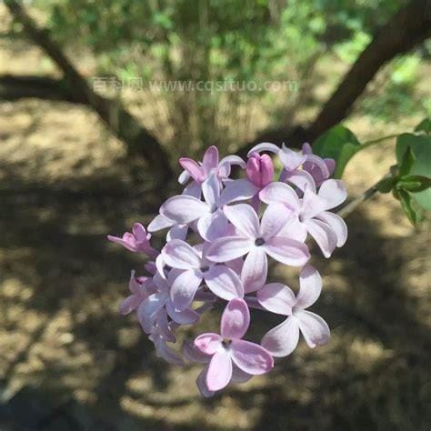 五瓣丁香花的含义 五瓣丁香花有什么含义