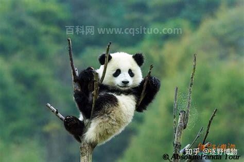 大熊猫能活多久 大熊猫的寿命