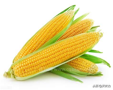 玉米一般蒸多久才熟 玉米要蒸多久