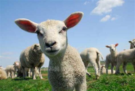 SHEEP的复数形式 sheep的复数形式是什么