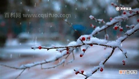 傲雪寒梅什么意思 傲雪寒梅是什么意思