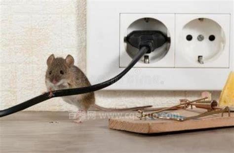 消灭老鼠的最快方法 5种方法