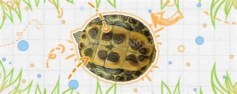 巴西龟开心的表现 开心时的巴西龟什么样子