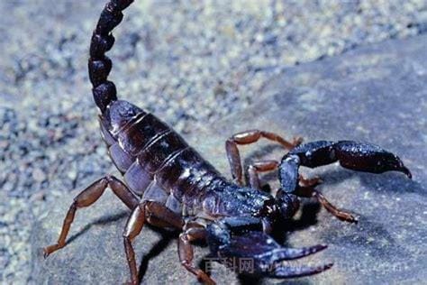 蝎子是不是属于昆虫 蝎子的介绍