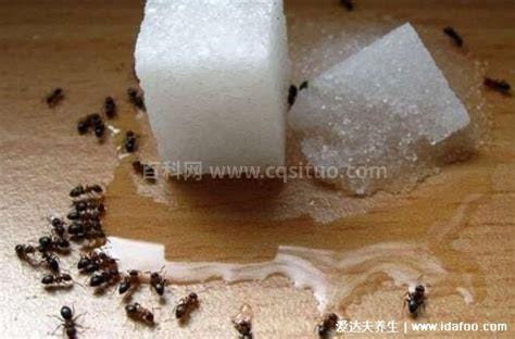 家里有蚂蚁怎么找到窝 如何找到室内的蚂蚁窝