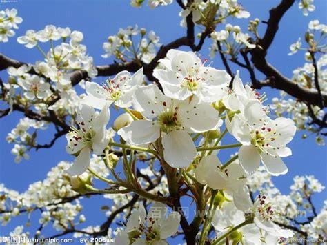 梨花是什么季节开的花 梨花在什么季节开放？