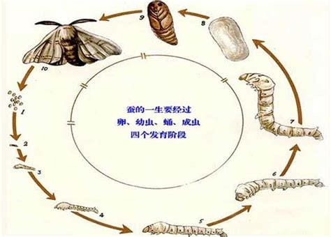 蚕的生长过程是什么