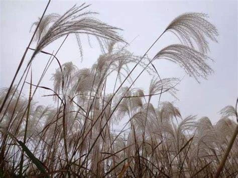 “蒹葭苍苍”是什么意思