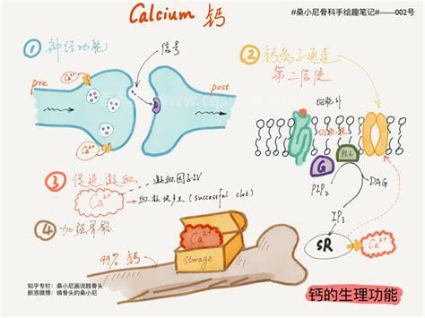 钙对人体的主要作用